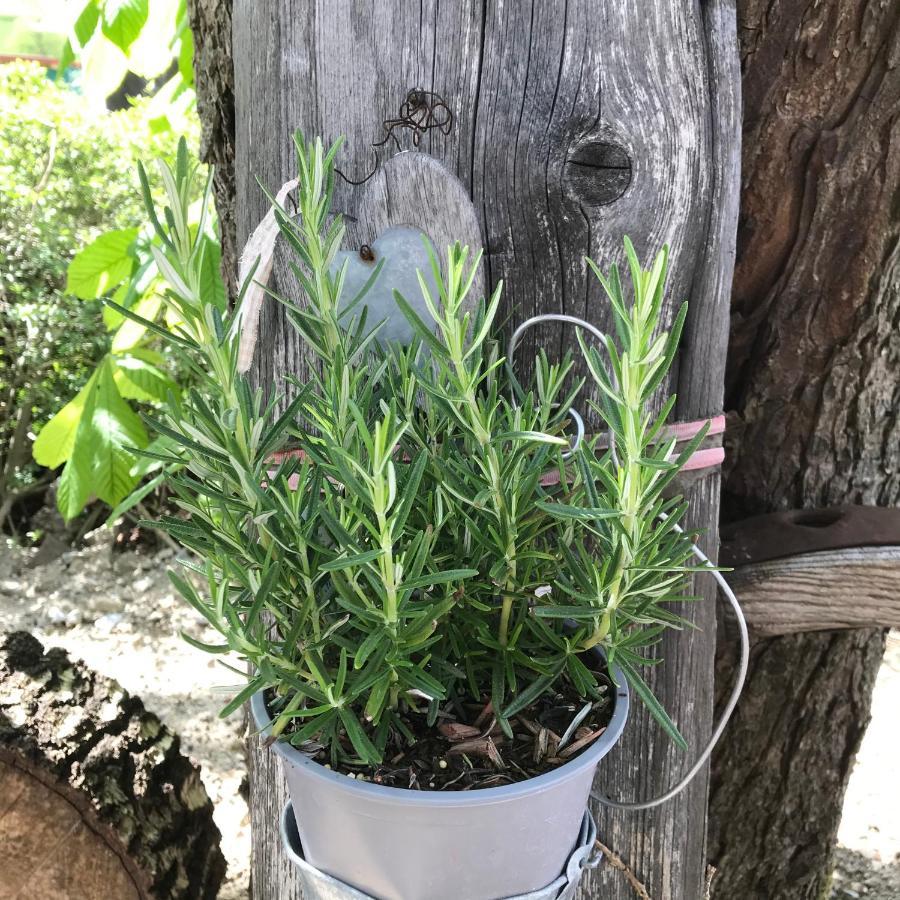 Zur Neuen Post Landgasthof Herzogsreut 外观 照片