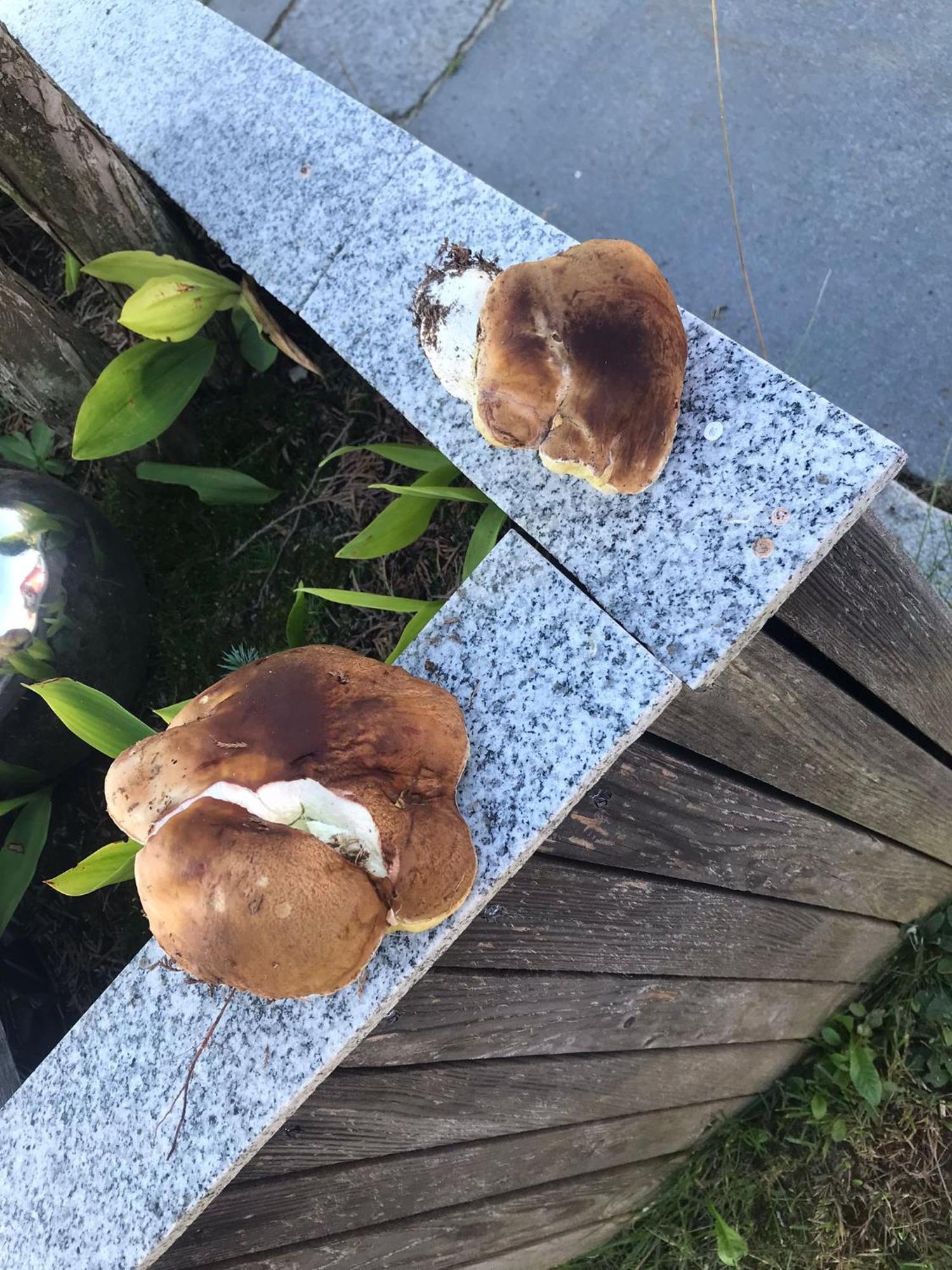 Zur Neuen Post Landgasthof Herzogsreut 外观 照片